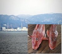 日本福岛核电站附近海域 发现超标“辐射鱼”